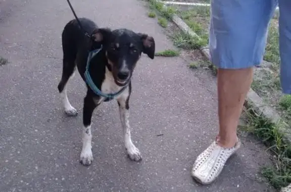 Пропала собака на Одесской, угол Ростовской