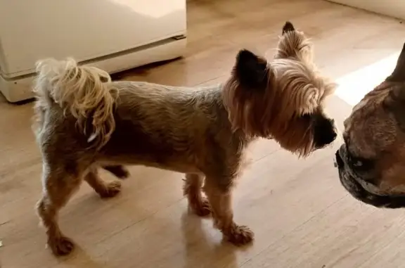 Найдена собака, , фото: Найден йорк на Террасной, Уфа, Башкортостан