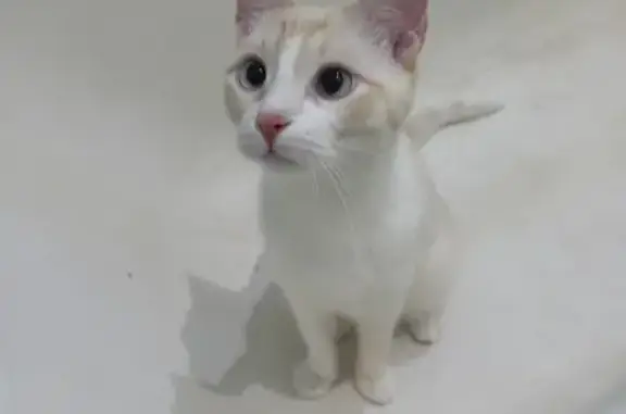 Кошки потеряшки, , фото: Потеряшка кошка, ул. 50-летия ВЛКСМ, 11, Ижевск