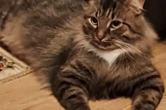 Кошки потеряшки, Орёл, фото: Потеряшка кошка на Высокой улице, Орёл