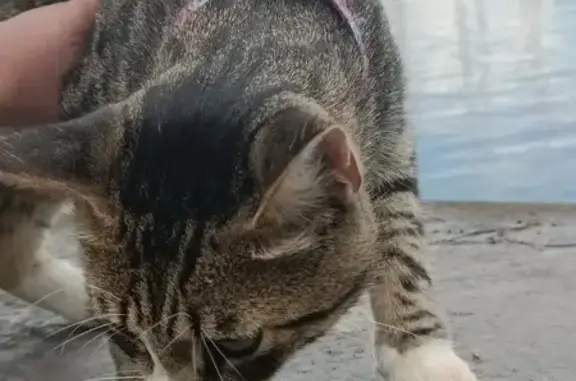 Найдена кошка на Славянской, 21, СПб