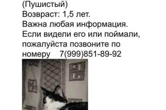 Пропала кошка на Мурановской, 7, Москва
