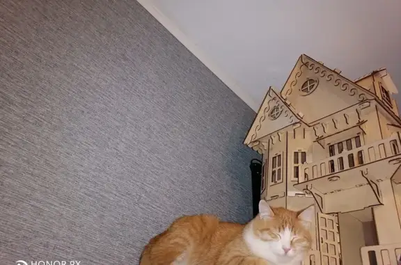 Кошки потеряшки, Андреевка, фото: Потеряшка кошка, Андреевка, МО