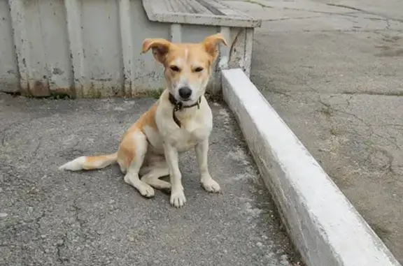Найдена собака на ул. Строителей, 55