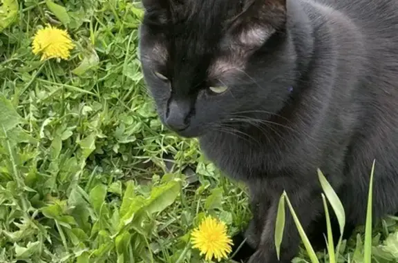 Пропала чёрная кошка, Пречистенская наб., 74