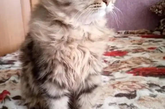 Потерянные животные Сырково, фото: Пропала кошка, Лесная ул., 2, Сырково