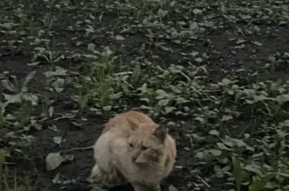 Найдена кошка на Новоалексеевской, Москва