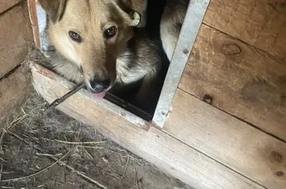 Пропала собака на Вологодской, 2А, Пенза