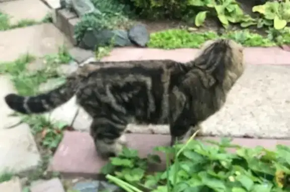 Найдена кошка, Федяковское, фото: Найден кот в деревне Татары, Центральная 30