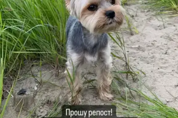 Пропала собака на ул. Зеленой, 162, Гаровка-1