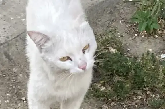 Найдена кошка, ул. Столярова, 42, Чита