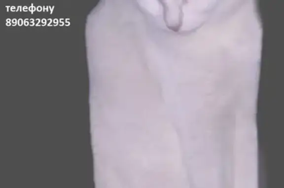 Потерянные животные Набережные Челны, фото: Пропала кошка, Набережные Челны, 32/07