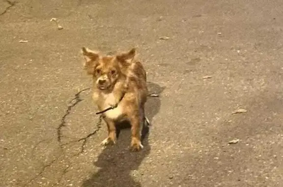 Найдена рыжая собака, ул. Гурьева 27, Раменское