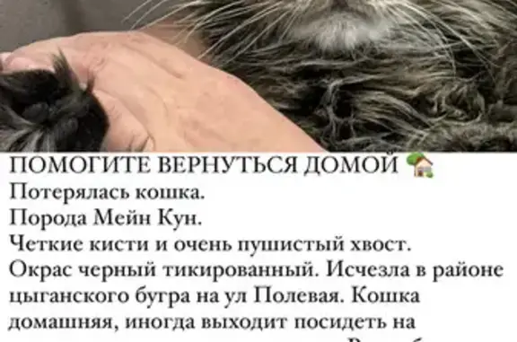 Пропала кошка, Полевая ул., 69А, Курск