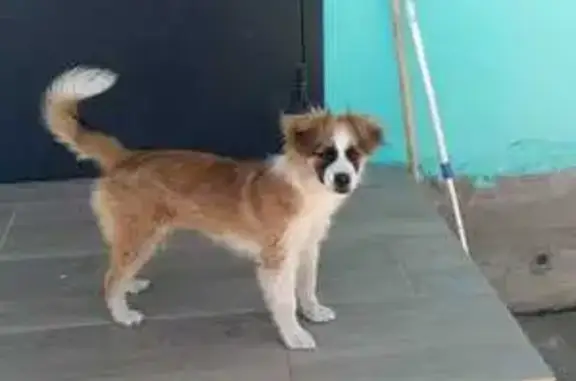 Собаки потеряшки, Рязань, фото: Потеряшка собака, Весенняя ул., Рязань