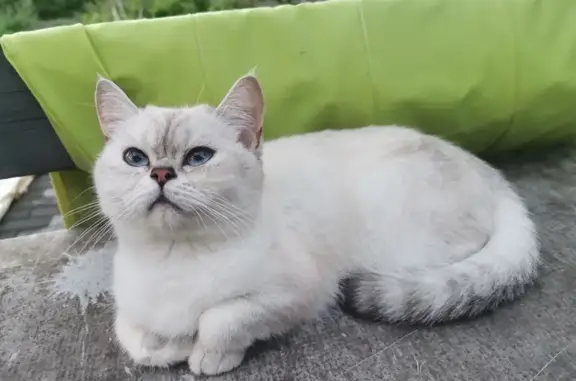 Найдена британская кошка, Филимонковское, Москва