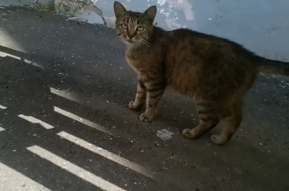 Кошки потеряшки, Можга, фото: Потеряшка кошка, Родниковая ул., 21, Можга