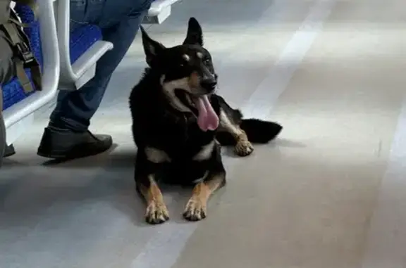Найдена собака на Мценской улице, Бутово