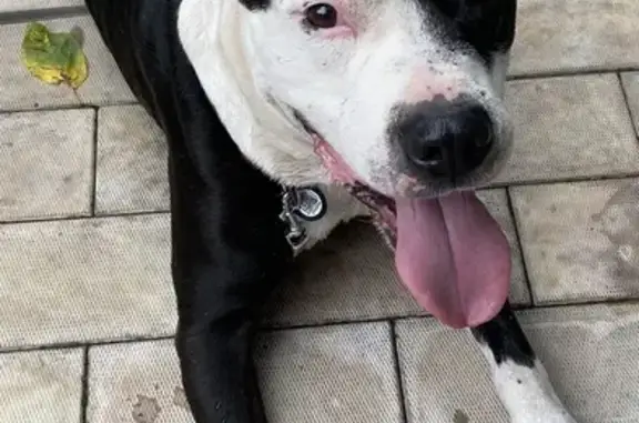 Найдена собака, Пенза, фото: Найдена собака на Лесозащитной улице, Пенза