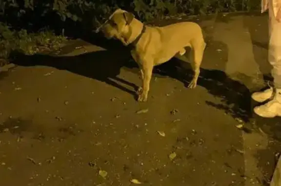Найдена собака, Петровское, Южно-Лыткаринская, 130