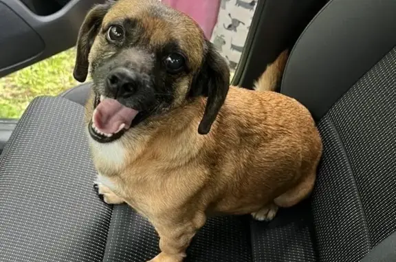 Собаки потеряшки, Дивногорск, фото: Потеряшка собака, Красноярский край