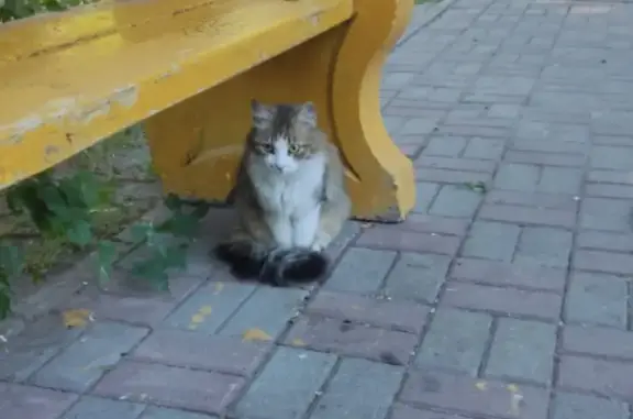 Найдена кошка, ул. Фирсова 104Б, Серпухов