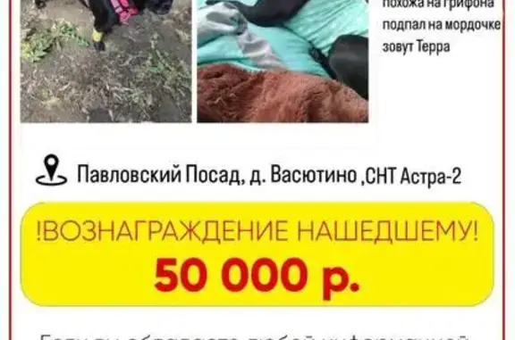 Собаки потеряшки, Павлово-Посадский городской округ, фото: Потеряшка собака в СНТ Астра-2, МО
