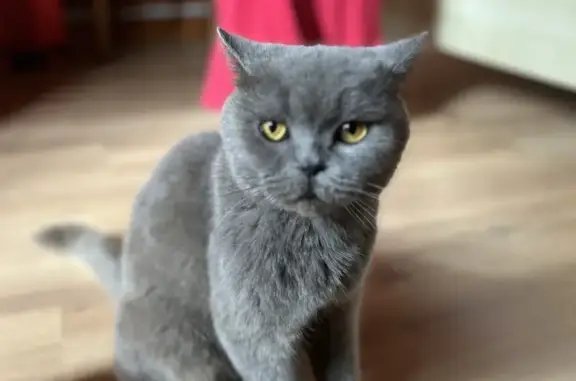 Найдена кошка, , фото: Найдена кошка у магазина «Пуд» на Красноармейской