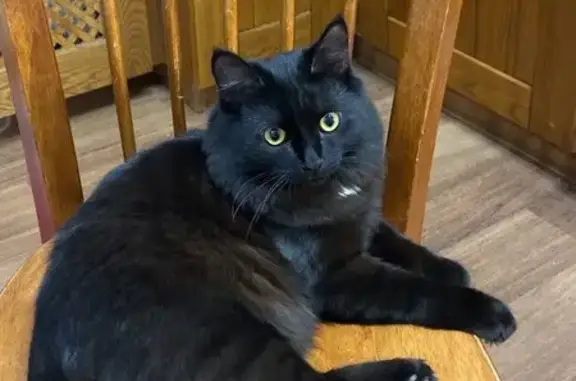 Кошки потеряшки, Куприяновское, фото: Потеряшка кот, ул. Луначарского, Куприяново