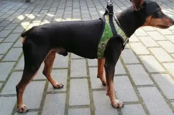 Пропала собака на Муромской улице, Калининград