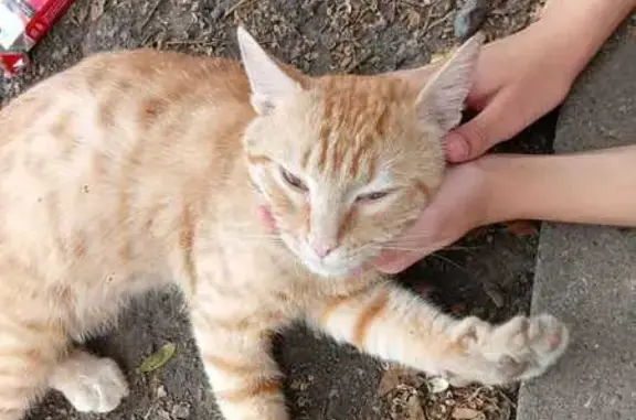 Найден рыжий кот, ул. Ленина, 91А, Ставрополь