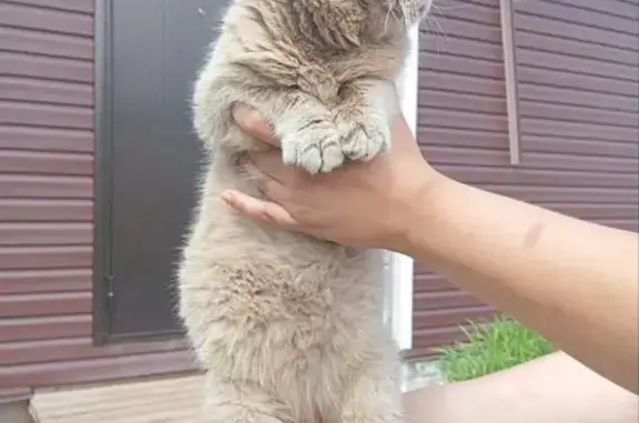 Кошка найдена: 28К-1785, округ Торжок