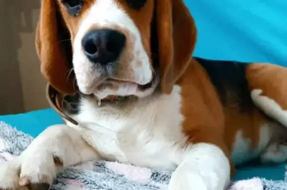 Собаки потеряшки, , фото: Потеряшка собака, Виноградная ул., Морское