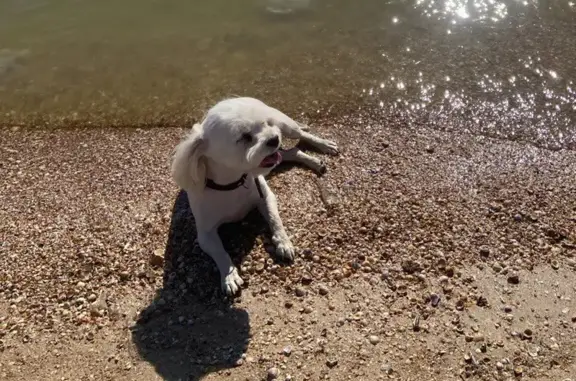 Собаки потеряшки, Должанская, фото: Потеряшка собака, Делегатская ул., 57Б