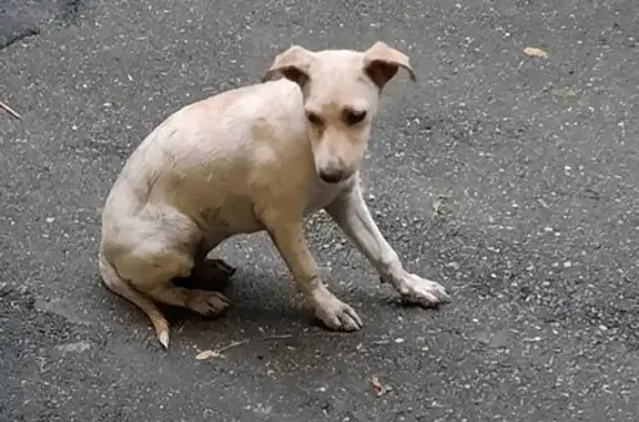 Найдена собака, ул. Тургенева, Краснодар
