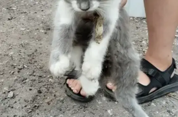 Объявления о пропавших и найденных животных, Моршанск, фото: Кошка найдена у Магнита, ул. Заслонова, Моршанск