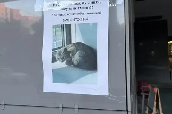 Найдена кошка, Ходынский бульвар, Москва