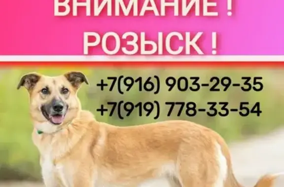 Пропала собака, ул. Сакко и Ванцетти, Малаховка