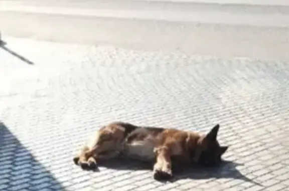 Найдена собака на АЗС 33, Варшавское шоссе