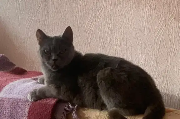 Пропала кошка на Городовикова, 13, Элиста