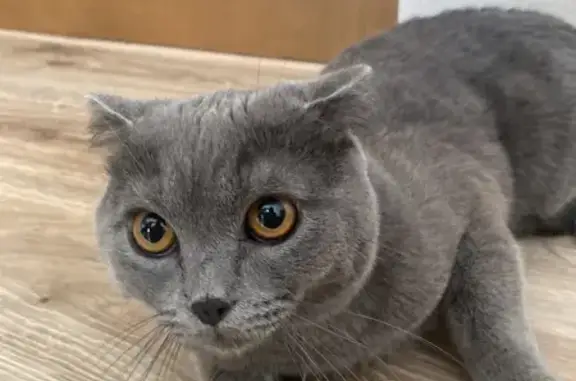 Найдена кошка, Ростов-на-Дону, фото: Найдена кошка, Жмайлова 4 к7, Ростов-на-Дону