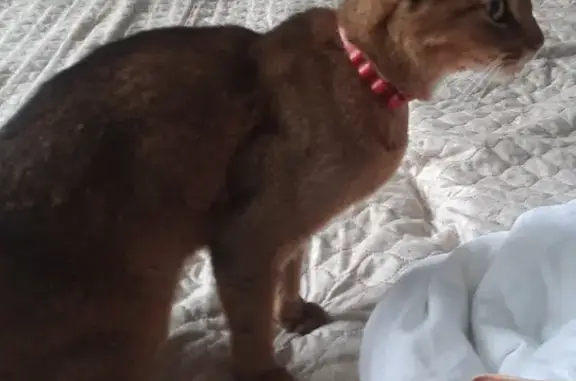 Найдена кошка, Урай, фото: Найдена кошка, ЛПДС Шаим, 7-я ул., Урай