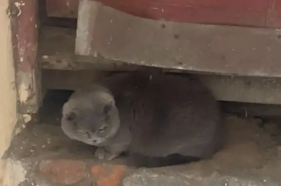 Найдена кошка на 16-я линия В.О., 11, СПб