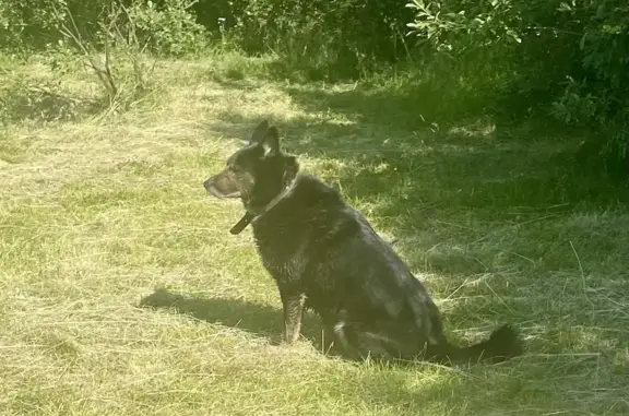 Найдена собака у школы 13, Якорный пер., Мурманск
