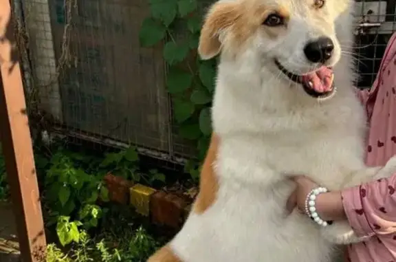Найдена собака на Егорьевском шоссе