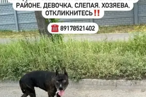 Найдена собака, Казань, фото: Найдена слепая собака, Казань, Татарстан