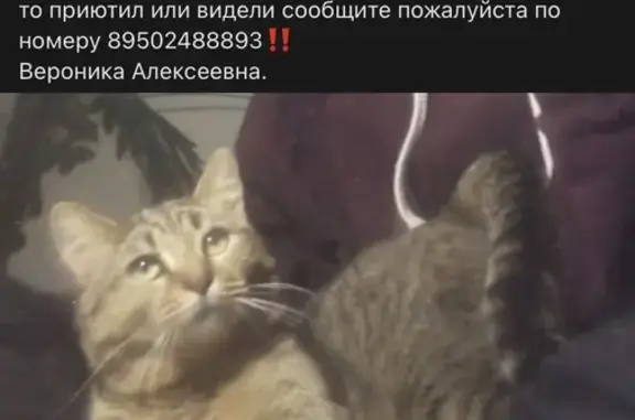 Пропал кот Степа, Строительная ул., Кострома