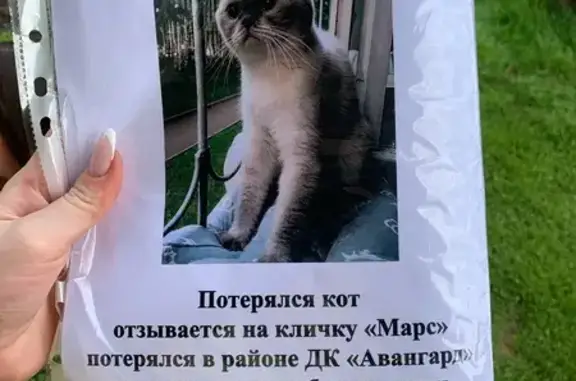 Пропала кошка Марс, ул. Сергея Лазо, 27