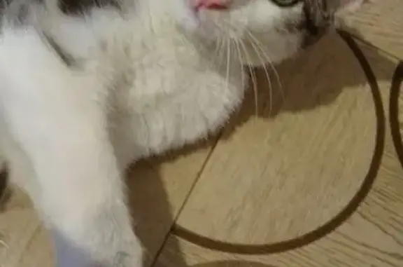 Кошки потеряшки, Николаевка, фото: Потеряшка кошка, Николаевка, Ульяновская обл.