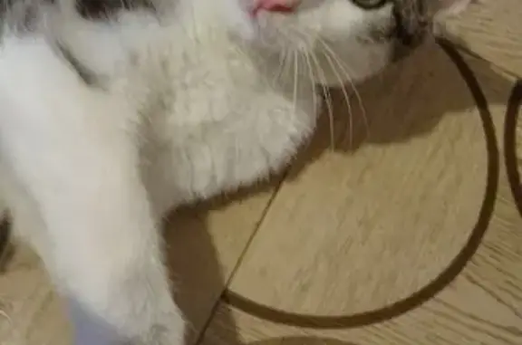 Кошки потеряшки, Николаевка, фото: Потеряшка кошка, ул. 65 лет Победы, 11/33